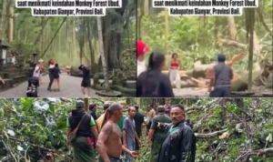 Tertimpa Pohon Tumbang Di Monkey Forest 2 WNA Meninggal Dunia!